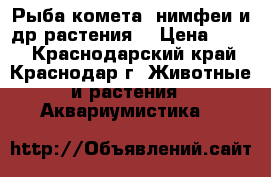 Рыба(комета),нимфеи и др.растения  › Цена ­ 100 - Краснодарский край, Краснодар г. Животные и растения » Аквариумистика   